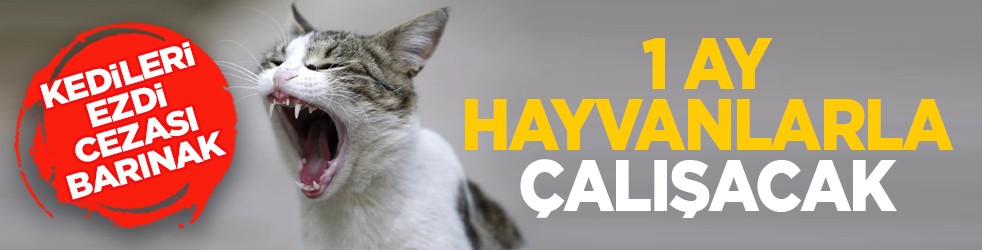 Kedileri ezdi, cezası barınak: 1 ay hayvanlarla çalışacak