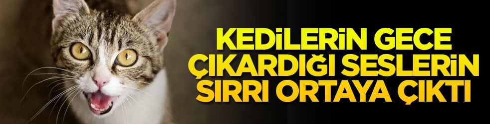 Kedilerin gece çıkardığı seslerin sırrı ortaya çıktı