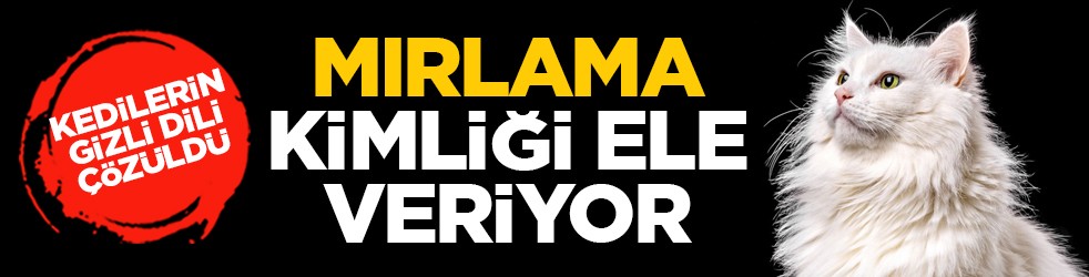 Kedilerin gizli dili çözüldü: Mırlama kimliği ele veriyor