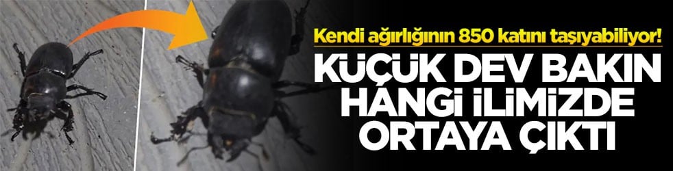 Kendi ağırlığının 850 katını taşıyabiliyor! Küçük dev bakın hangi ilimizde ortaya çıktı