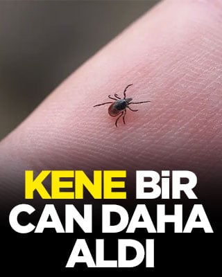 Kene bir can daha aldı