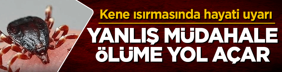 Kene ısırmasında hayati uyarı: Yanlış müdahale ölüme yol açar