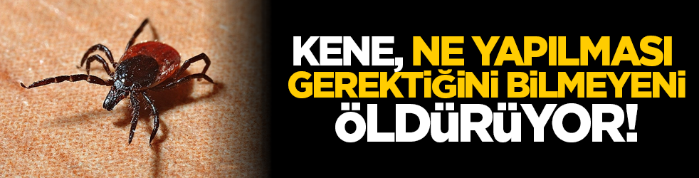 Kene, ne yapılması gerektiğini bilmeyeni öldürüyor!