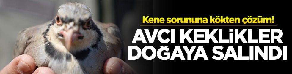 Kene sorununa kökten çözüm! Avcı keklikler doğaya salındı