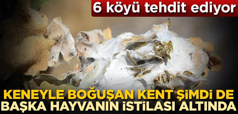 Keneyle boğuşan Sivas'ta şimdi de tırtıl istilası başladı! 6 köyü tehdit ediyor