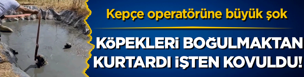 Kepçe operatörüne büyük şok: Köpekleri boğulmaktan kurtardı işten kovuldu!