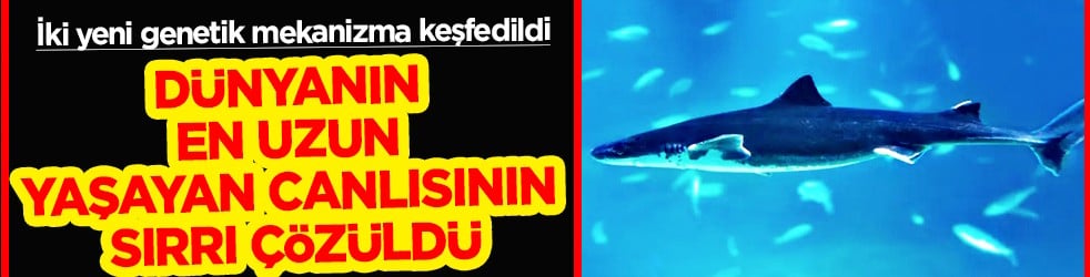 Keşfedildi resmen: 170 yılda ergenliğe girip 400 yıl yaşıyorlar! Dünyanın en uzun yaşayan canlısının sırrı...