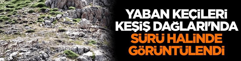 Keşiş Dağları'nın yaban keçileri... Sürü halinde böyle görüntülendi
