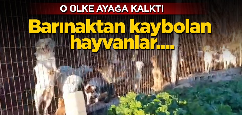 Kıbrıs şokta! Gündem haberleri sonrası: Bizde barınak yok, rehabilite merkezi var diyerek Özçınar ilgili soruları cevapladı!