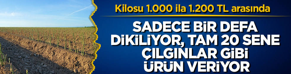 Kilosu 1.000 ila 1.200 TL arasında! Sadece bir defa dikiliyor, tam 20 sene çılgınlar gibi ürün veriyor