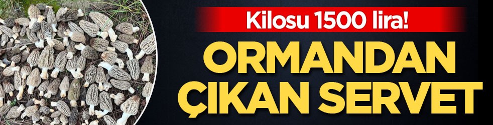Kilosu 1500 lira! Ormandan çıkan servet