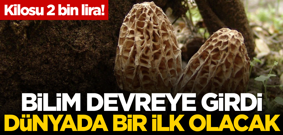 Kilosu 2 bin lira! Bilim devreye girdi, dünyada bir ilk olacak