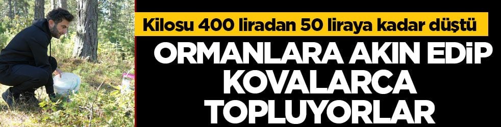 Kilosu 400 liradan 50 liraya kadar düştü! Ormanlara akın edip kovalarca topluyorlar