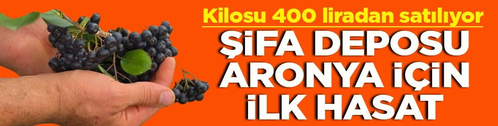 Kilosu 400 liradan satılıyor Şifa deposu Aronya için ilk hasat