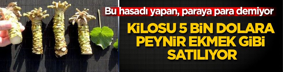 Kilosu 5 bin dolara peynir ekmek gibi satılıyor: Bu hasadı yapan, paraya para demiyor