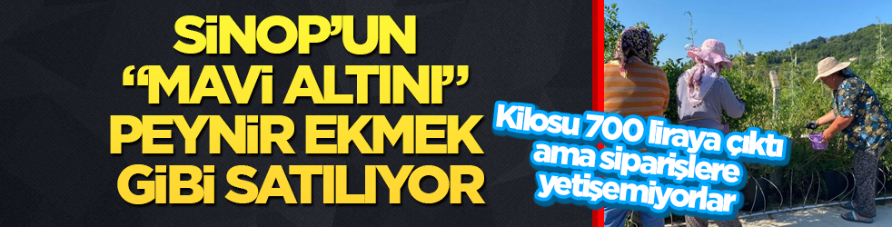 Kilosu 700 liraya çıktı, ama siparişlere yetişemiyorlar! Sinop’un "mavi altını" peynir ekmek gibi satılıyor