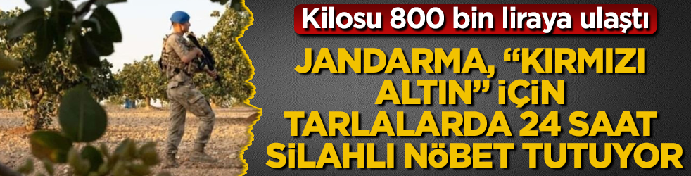 Kilosu 800 bin liraya ulaştı! Jandarma, "kırmızı altın" için tarlalarda 24 saat silahlı nöbet tutuyor