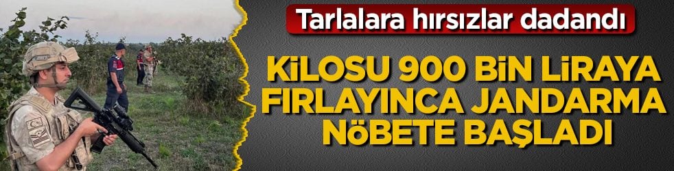 Kilosu 900 bin liraya fırladı: Tarlalara hırsızlar dadanınca jandarma nöbete başladı