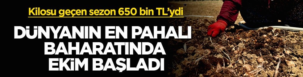 Kilosu geçen sezon 650 bin TL’ydi! Dünyanın en pahalı baharatında ekim başladı