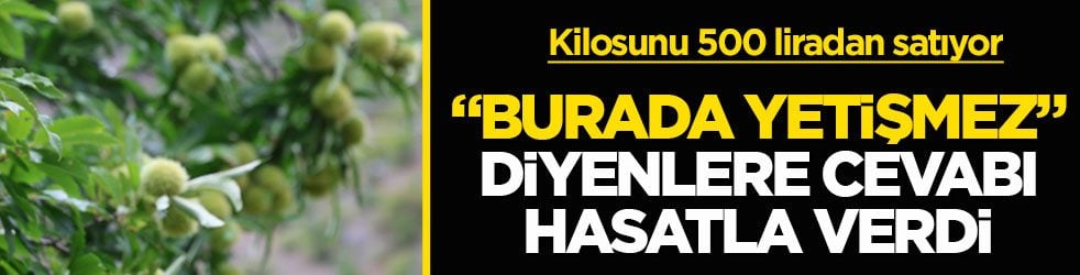 Kilosunu 500 liradan satıyor! "Burada yetişmez" diyenlere cevabı hasatla verdi
