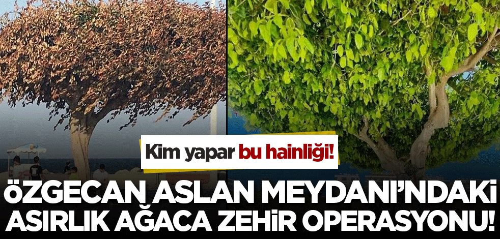 Kim yapar bu hainliği? Özgecan Aslan Meydanı'ndaki asırlık ağaca zehirli operasyon!