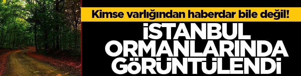 Kimse varlığından haberdar bile değil! İstanbul ormanlarında görüntülendi
