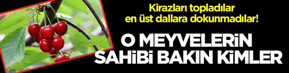 Kirazları topladılar, en üst dallara dokunmadılar! O meyvelerin sahibi bakın kimler