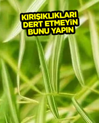 Kırışıklıkları dert etmeyin: Yoğurt otu mucizesi! Her on kişiden biri kullanıyor... Bakın neymiş