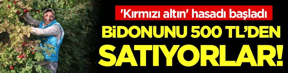 'Kırmızı altın' hasadı başladı: Bidonunu 500 liradan satıyorlar!