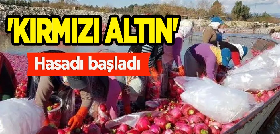 Kırmızı altın... O ilçeye yılda 100 milyon lira kazandırıyor! Hasadı başladı