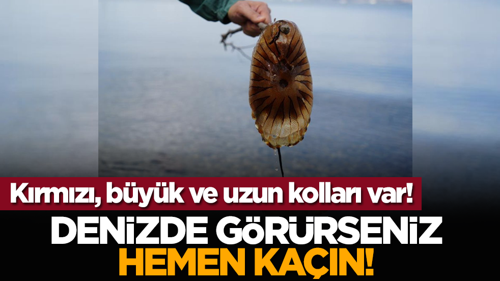 Kırmızı, büyük ve uzun kolları var! Denizde görürseniz hemen kaçın!