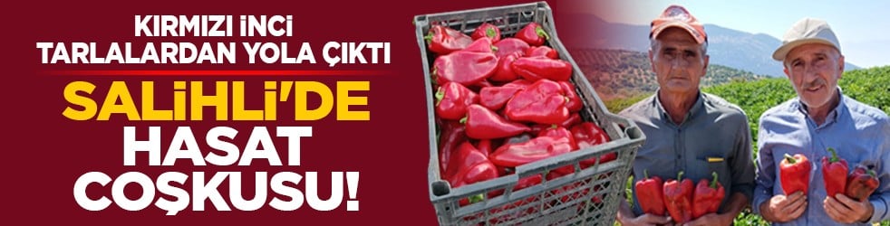 Kırmızı inci tarlalardan yola çıktı: Salihli'de hasat coşkusu!