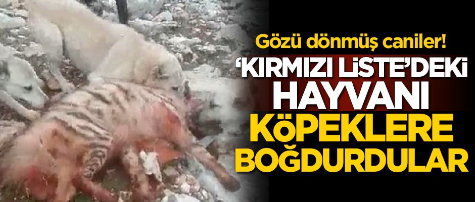'Kırmızı liste'deki hayvanı köpeklere boğdurdular