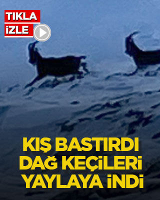 Kış bastırdı, dağ keçileri yaylaya indi