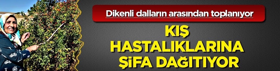  Kış hastalıklarına şifalı kaynak: Şifa kaynağı dikenli dalların arasından toplanıyor, şifalı suya dönüşüyor
