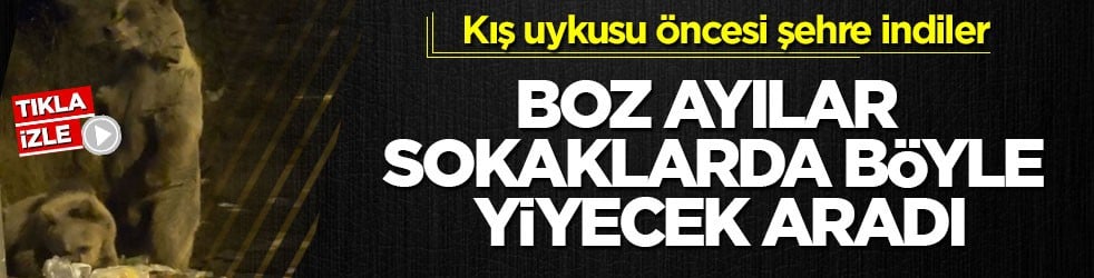 Kış uykusu öncesi şehre indiler! Boz ayılar sokaklarda böyle yiyecek aradı