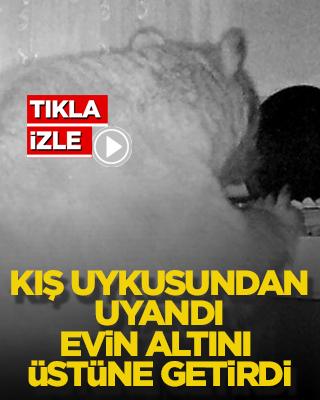 Kış uykusundan uyandı evin altını üstüne getirdi