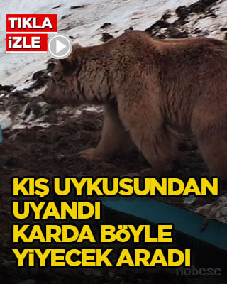 Kış uykusundan uyandı, karda böyle yiyecek aradı