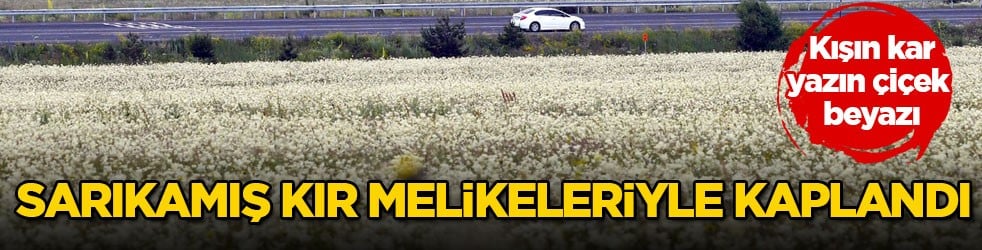 Kışın kar, yazın çiçek beyazı! Sarıkamış kır melikeleriyle kaplandı