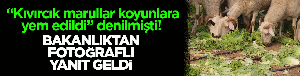 “Kıvırcık marullar koyunlara yem edildi” denilmişti! Bakanlıktan fotoğraflı yanıt geldi