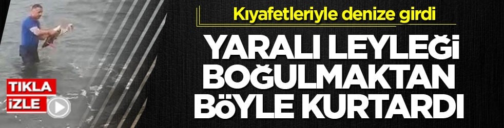 Kıyafetleriyle denize girdi! Yaralı leyleği boğulmaktan böyle kurtardı