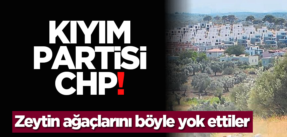 Kıyım partisi CHP! Zeytin ağaçlarını böyle yok ettiler