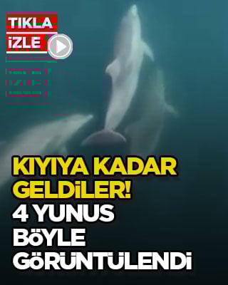 Kıyıya kadar geldiler! 4 yunus böyle görüntülendi