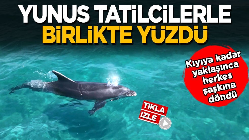 Kıyıya kadar yaklaşınca herkes şaşkına döndü! Yunus tatilcilerle birlikte yüzdü