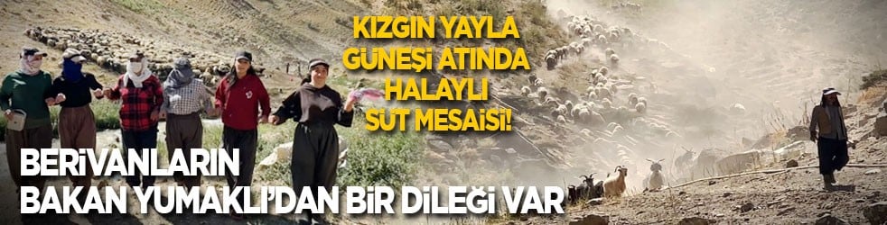 Kızgın yayla güneşi atında halaylı süt mesaisi: Berivanların Bakan Yumaklı’dan bir dileği var