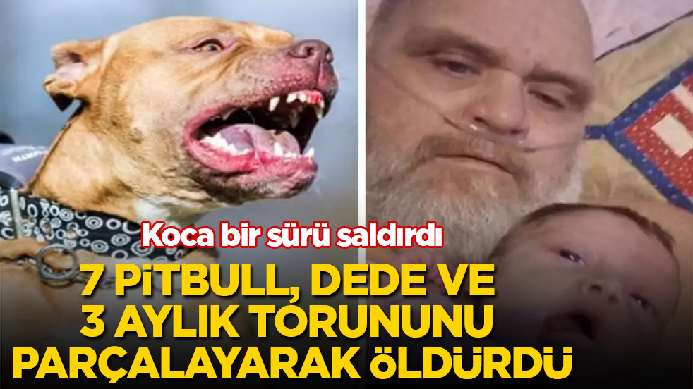 Koca bir sürü saldırdı! 7 pitbull, dede ve 3 aylık torununu parçalayarak öldürdü