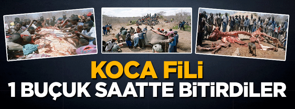 Koca fili açlıktan 1,5 saatte bitirdiler!