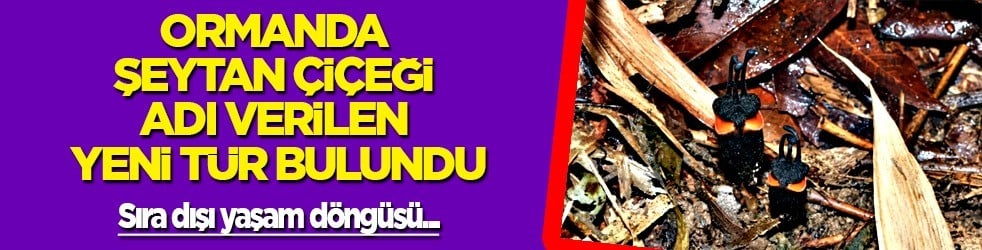 Koca ormanda küçük bir şeytan çiçeği keşfedildi, yaprak yok... İlginç keşif: Bilim insanları görünce gözlerine inanamadı