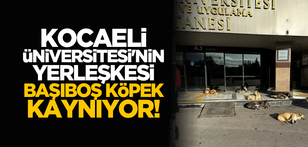 Kocaeli Üniversitesi'nin yerleşkesi başıboş köpek kaynıyor!