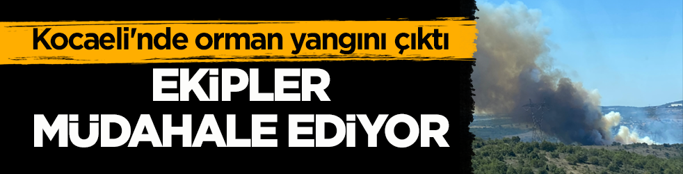 Kocaeli'nde orman yangını çıktı! Ekipler müdahale ediyor